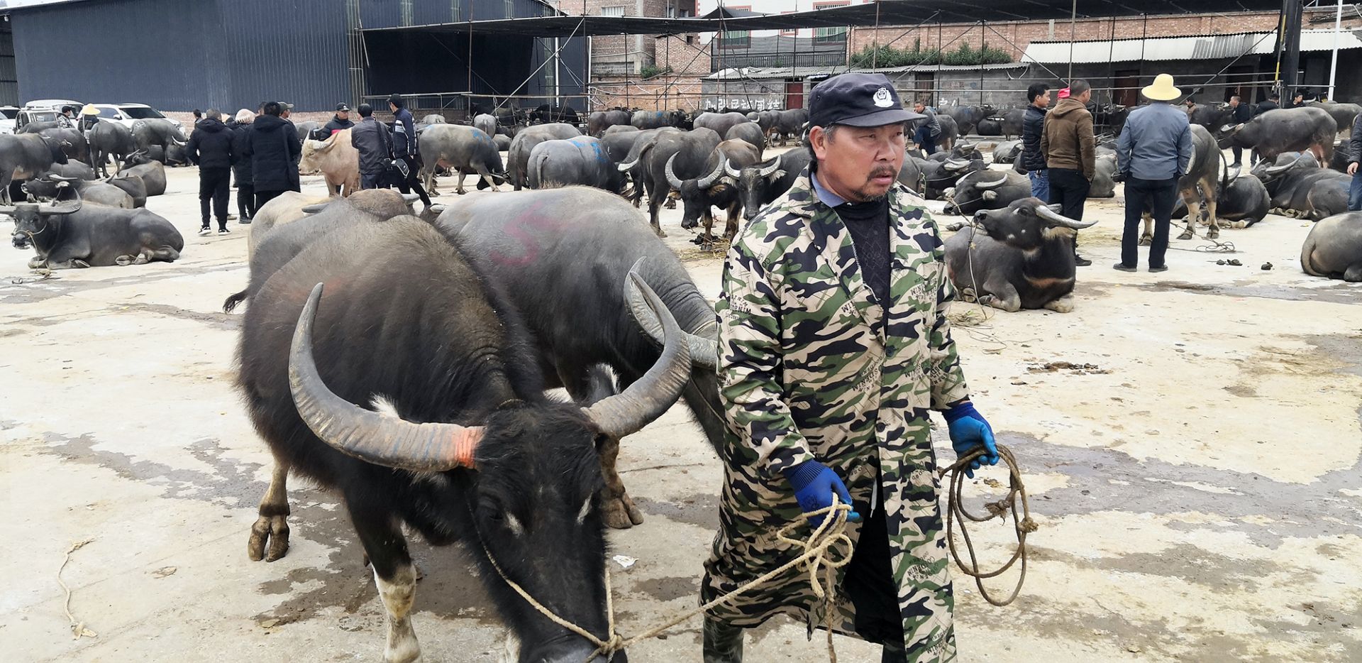 【中国的脱贫智慧】火爆！茂克村大牲畜月交易额将超2亿元