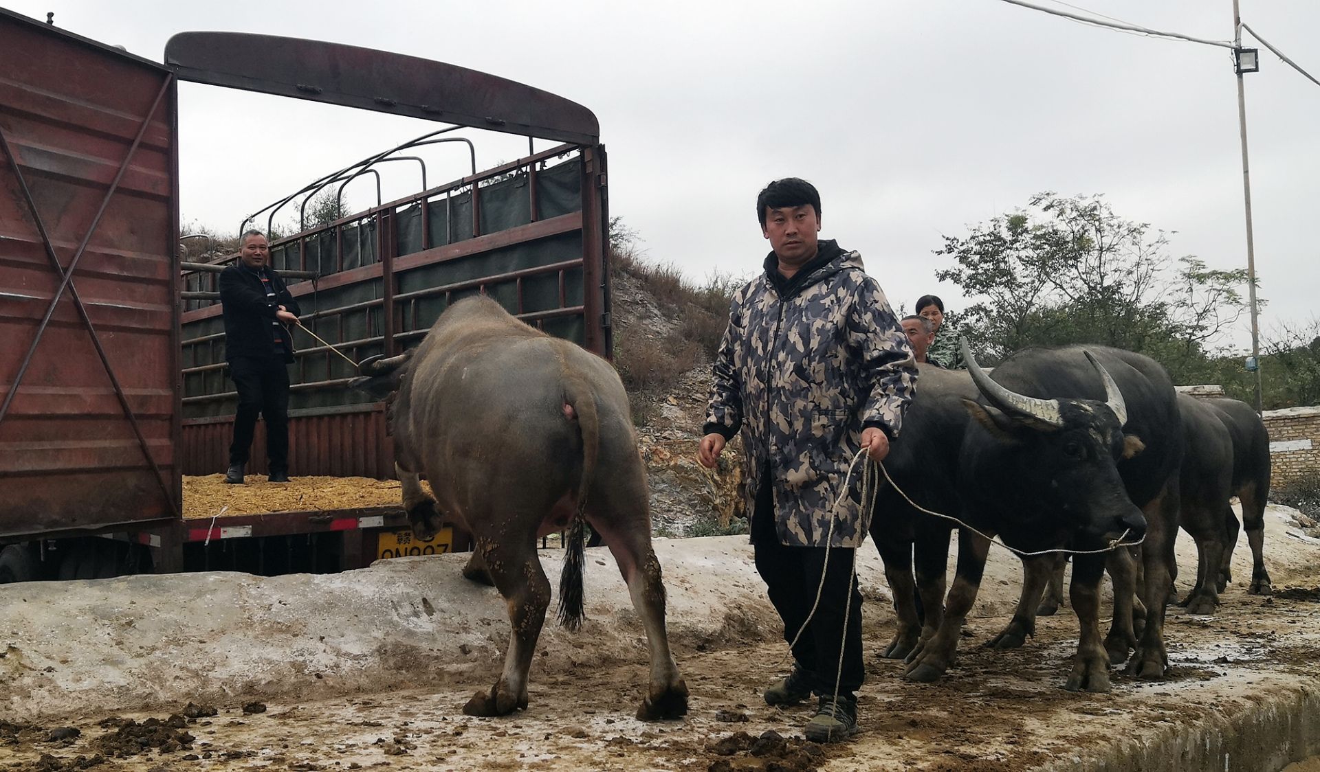 茂克村大牲畜月交易额将超2亿元 -- 文山新闻网 wsnews.com.cn