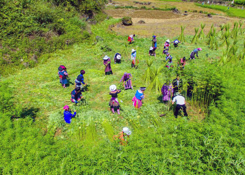 麻在苗族中有着悠久的种植历史,在苗族生活中不管是苗族服饰还是婚丧