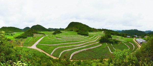 曾经的石旮旯山区变成烤烟种植基地【吕德仁 摄】.jpg