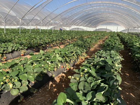 文山市德厚水库播烈安置点草莓科技示范园（草莓宫）项目2.JPG
