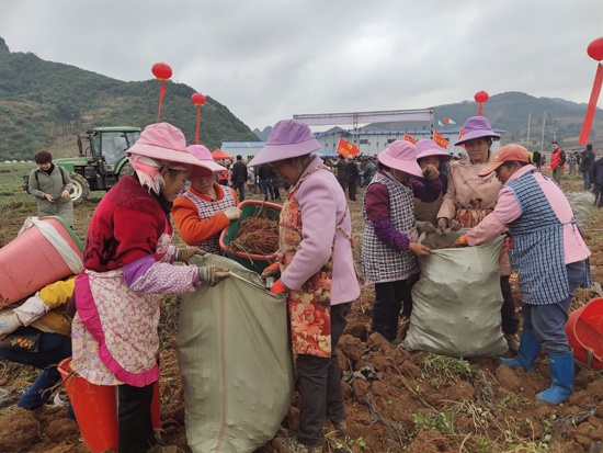 工人将采收的丹参装袋 (1).jpg