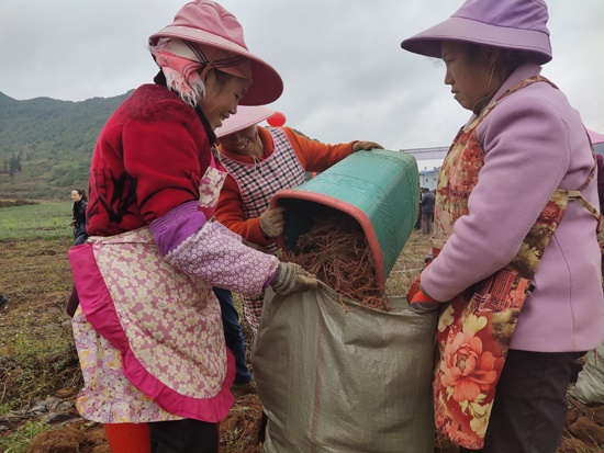 工人将采收的丹参装袋 (2).jpg