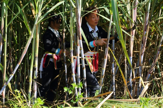 富宁县洞波瑶族乡的瑶族发展甘蔗产业.jpg