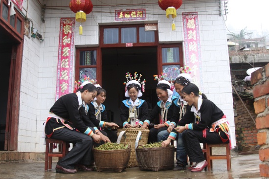 又是八角丰收年.jpg