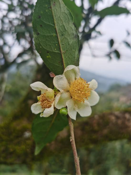 洁白的茶花.jpg