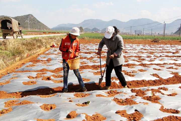 天星乡天星水塘村施金红家正在早地辣椒地套种花生。.JPG