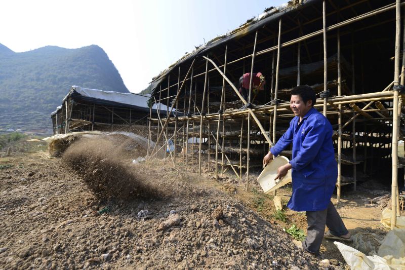 7龙庄村陈忠健正在更换去年的培养料.jpg