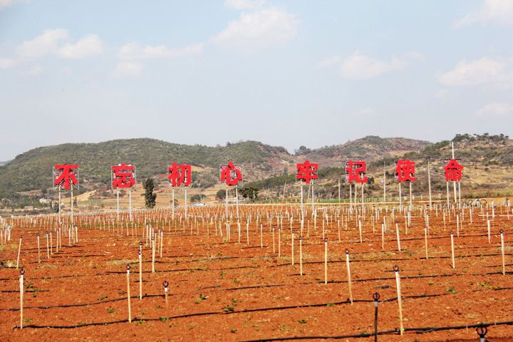 天星村千余亩连片马铃薯基地。.JPG