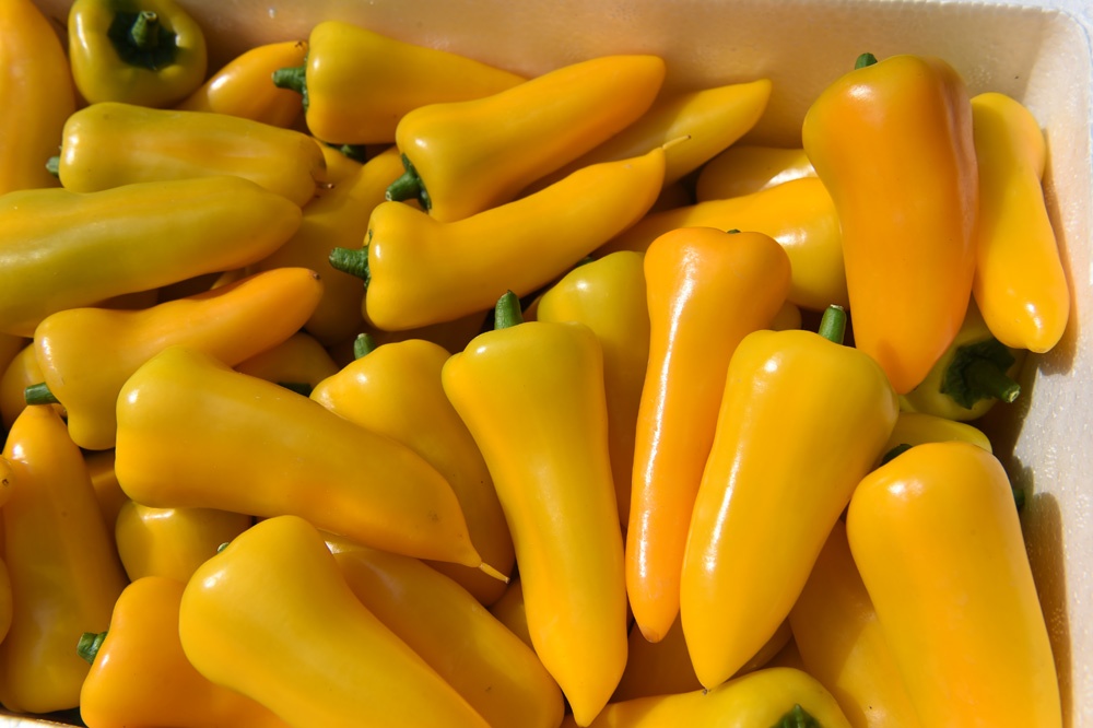 DSC_7052.JPG DSC_7052.JPG