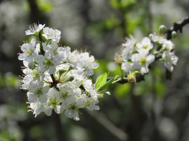 文山:李花,梨花一树白