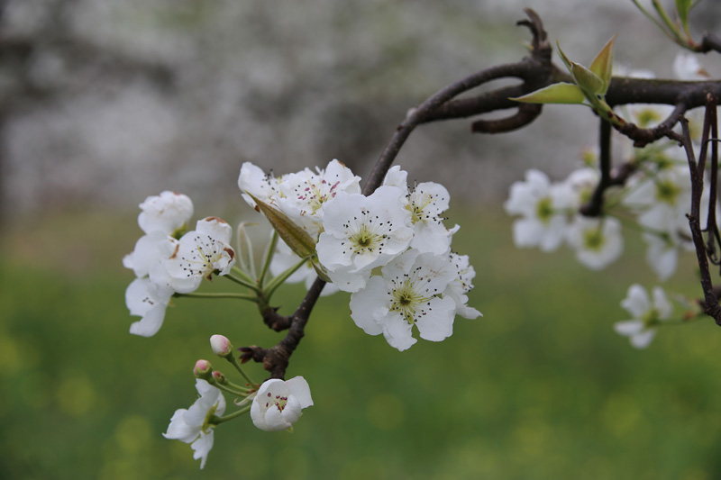 文山:李花,梨花一树白