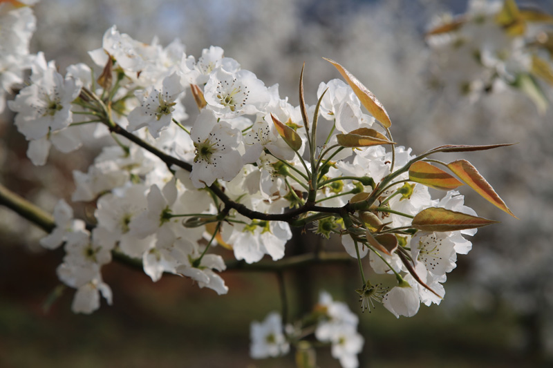 文山:李花,梨花一树白
