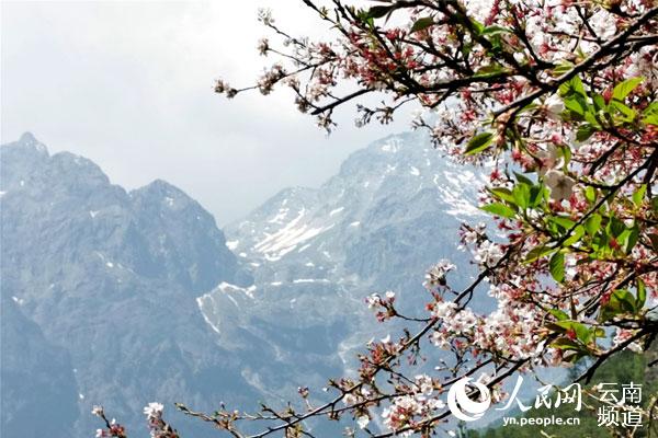 春暖花已开 丽江等您来