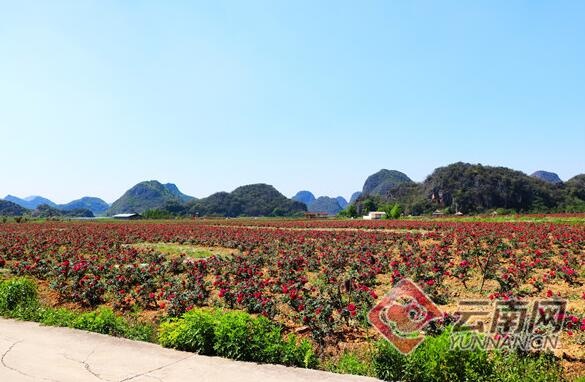 QQ截图20200416111943.jpg