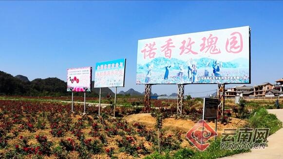 诺香玫瑰园 杨婧瑶 摄.jpg