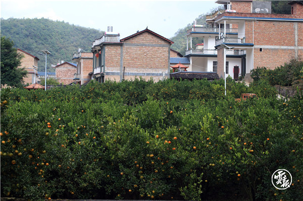 20201108F041-兴街镇东升村委会江龙村满园柑橘-陈飞摄.jpg