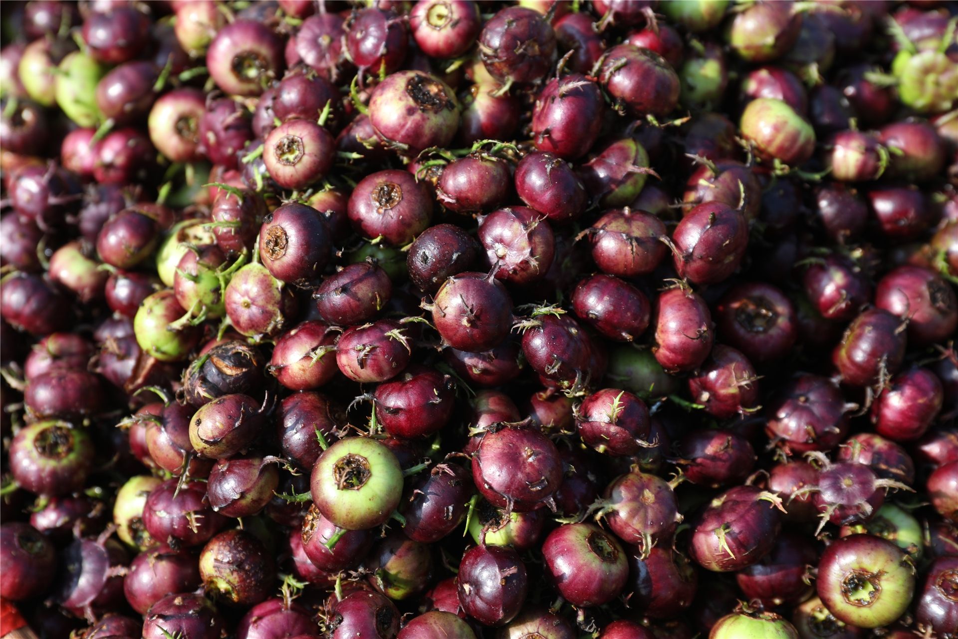 沪滇真情帮扶丘北红果参成致富果