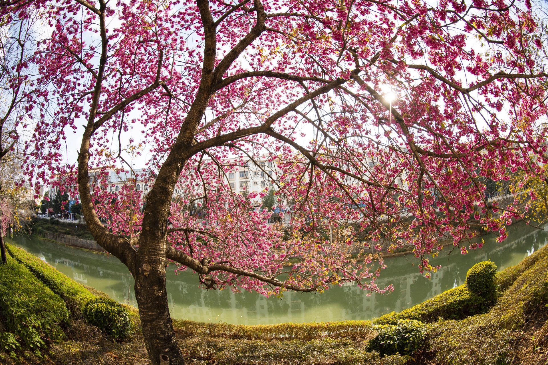 唯美浪漫文山城冬樱花竞相开放