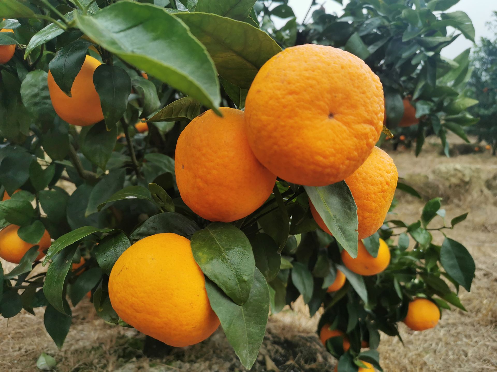 广南木检村200亩沃柑大又甜急等买家