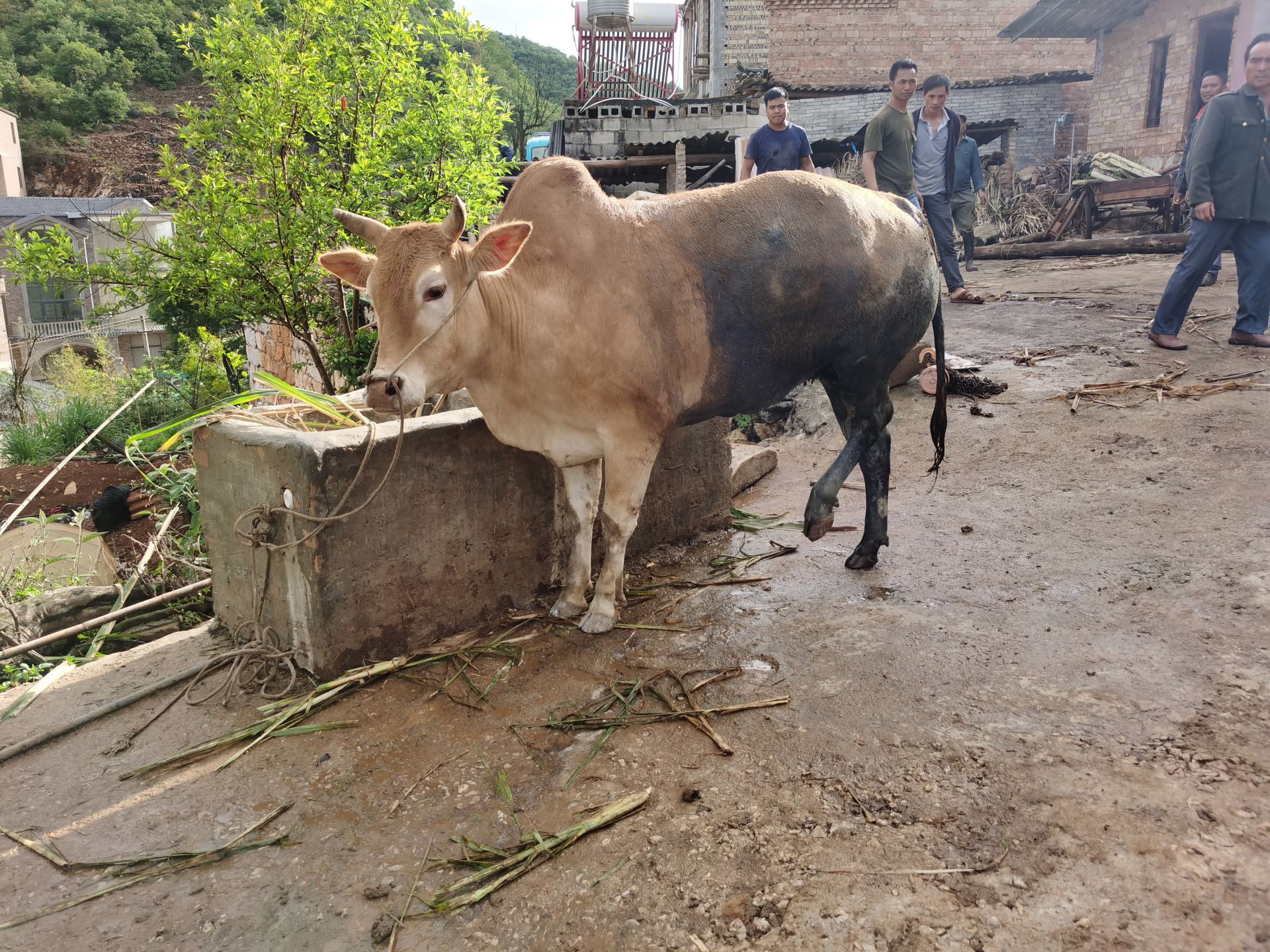 1200斤大黄牛掉进沼气池文山消防紧急救援