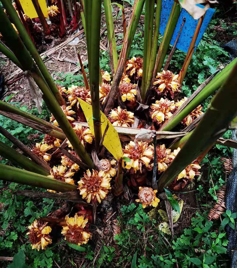 马关草果花开惹人爱