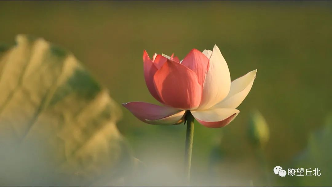 顶流!普者黑"好运莲莲"火了!