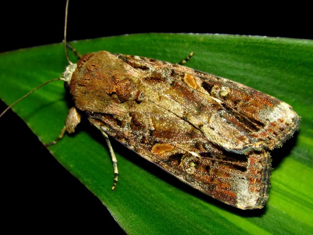 草地贪夜蛾影响文山偏重病虫害防治提醒来了