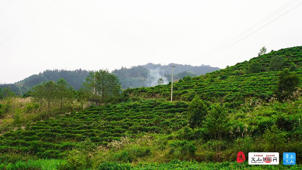 麻栗坡猛硐一茶飘香一品飞扬