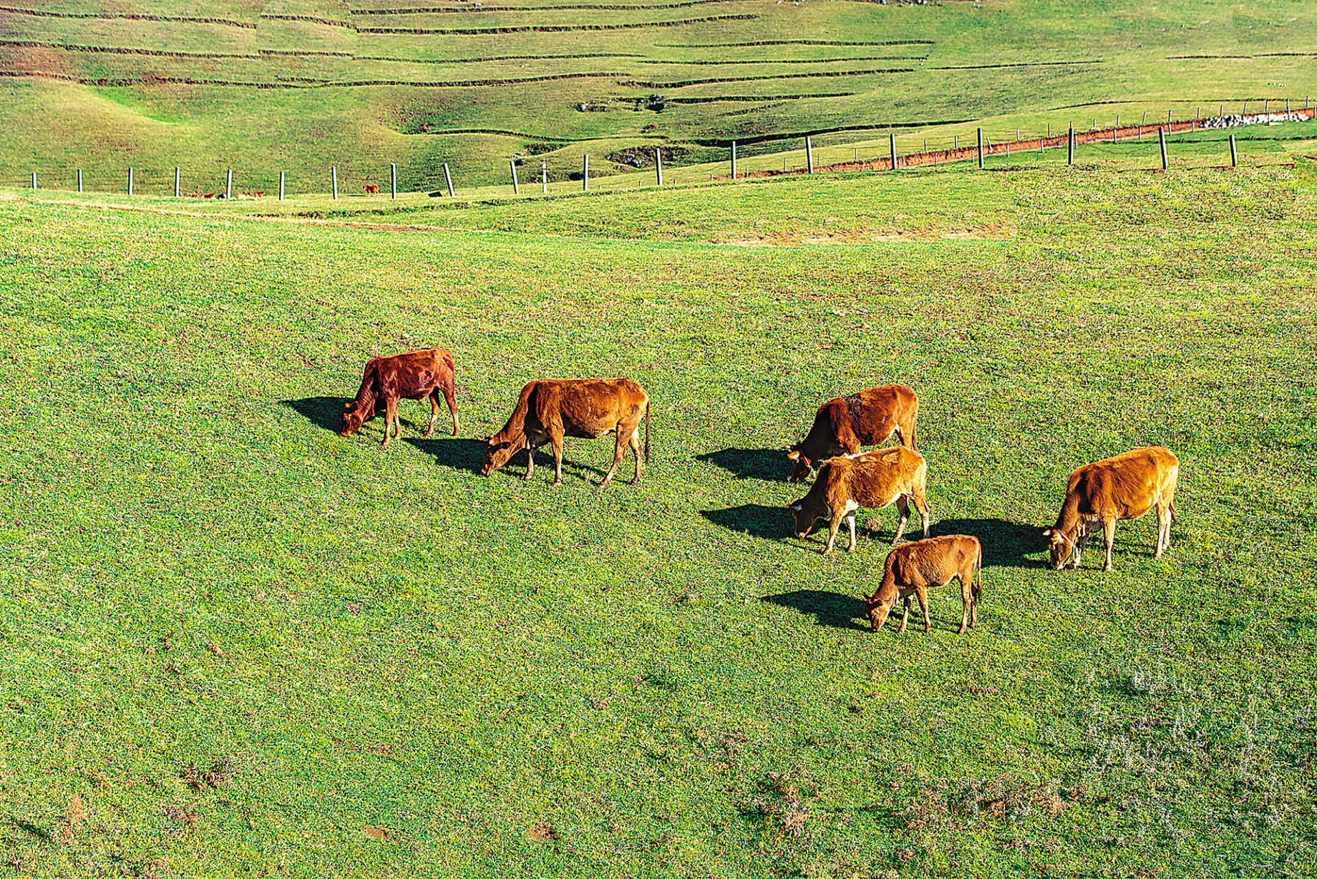 黑巴草场南国草原等你来