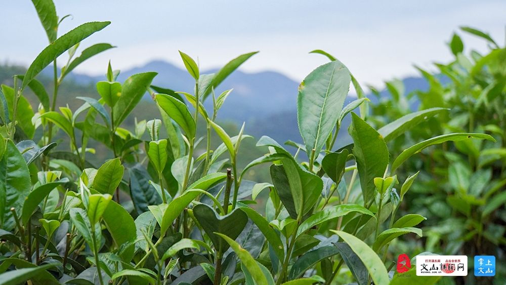 麻栗坡猛硐一茶飘香一品飞扬