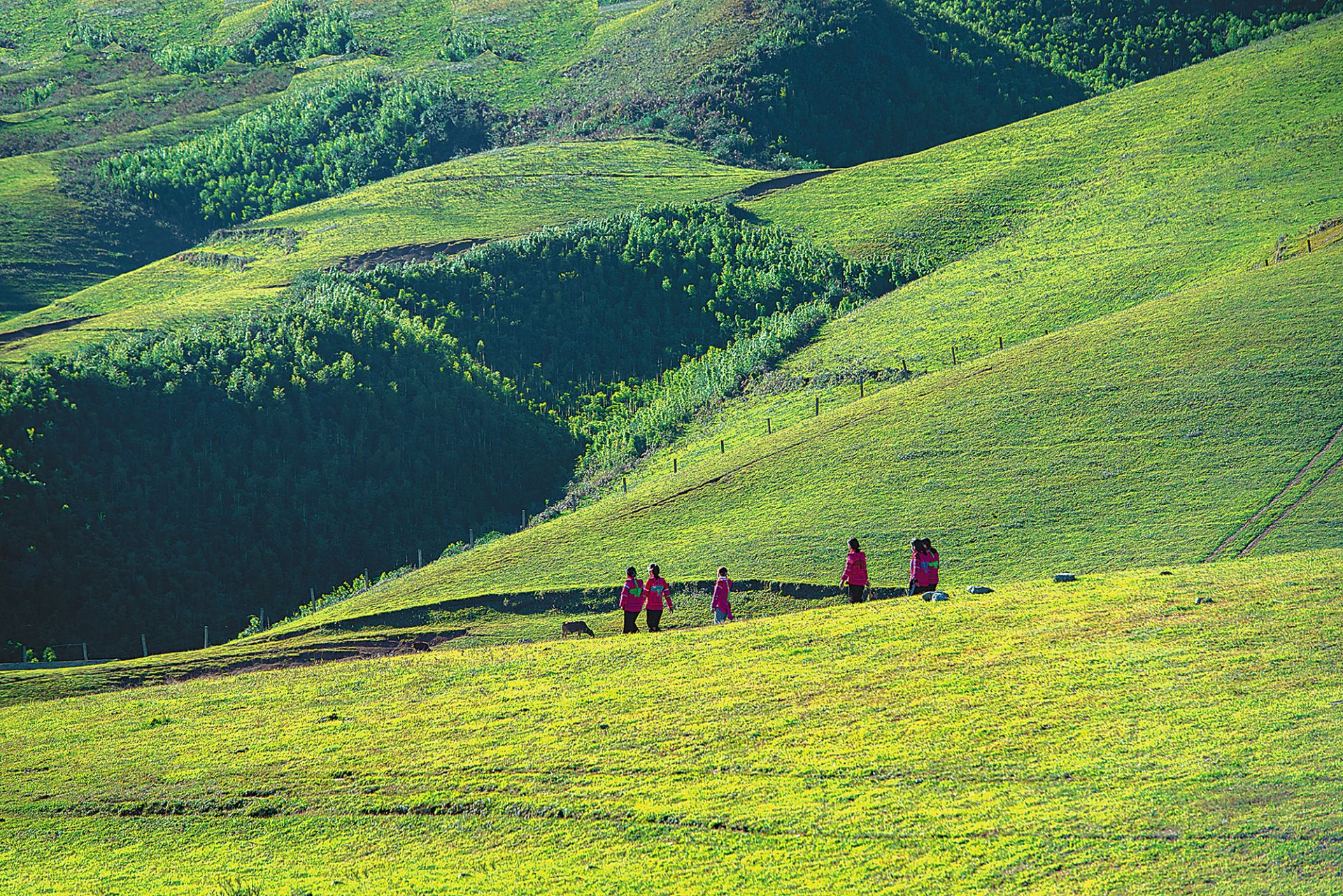 黑巴草场南国草原等你来