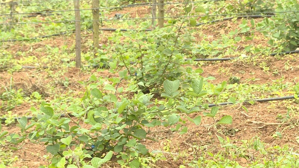 广南这里栽无刺黄泡黑泡明年3月来摘