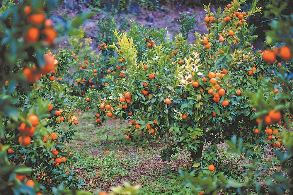 太阳照进橘子园 -- 文山新闻网 wsnews.com.cn