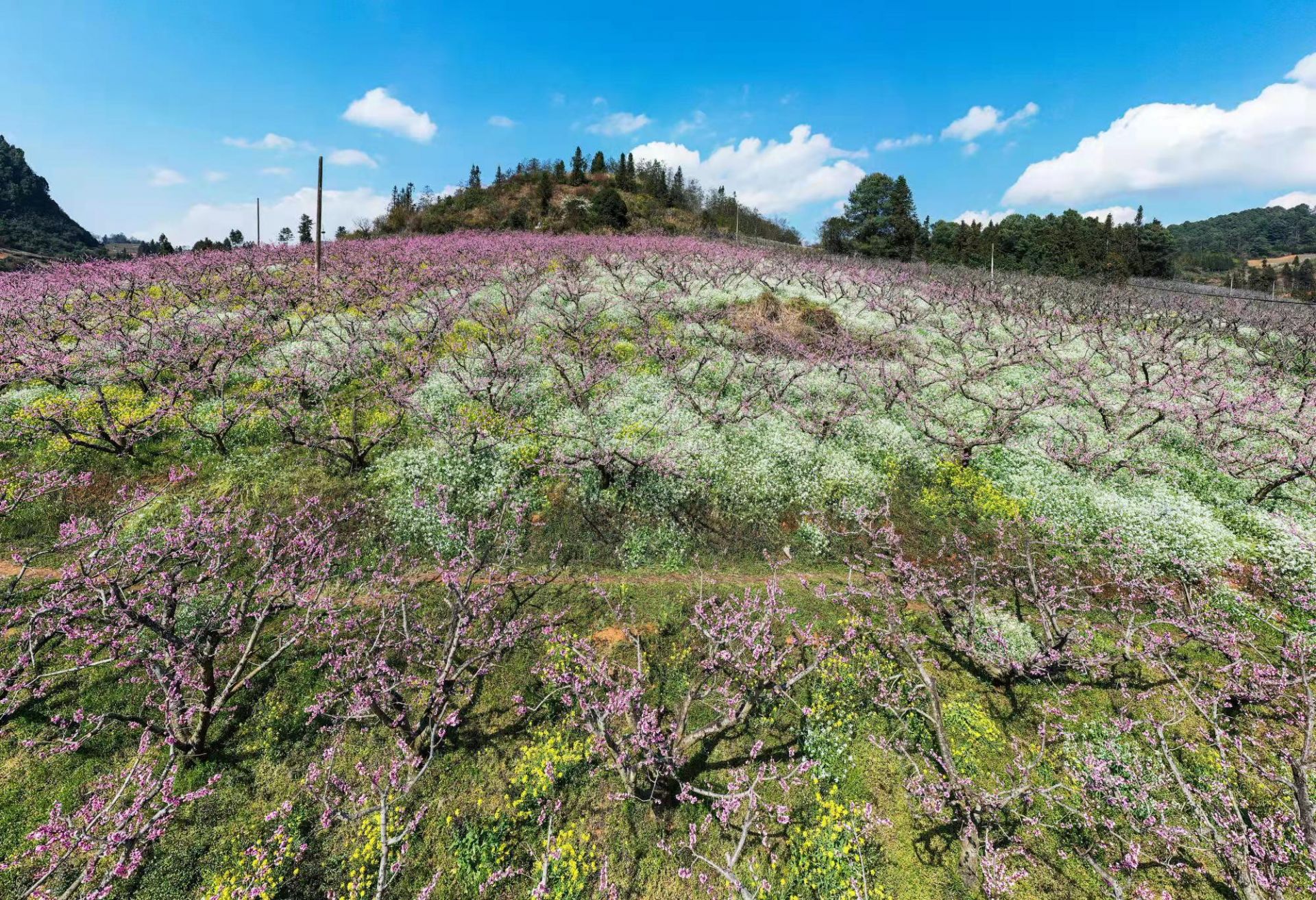 文山平坝满山春色关不住