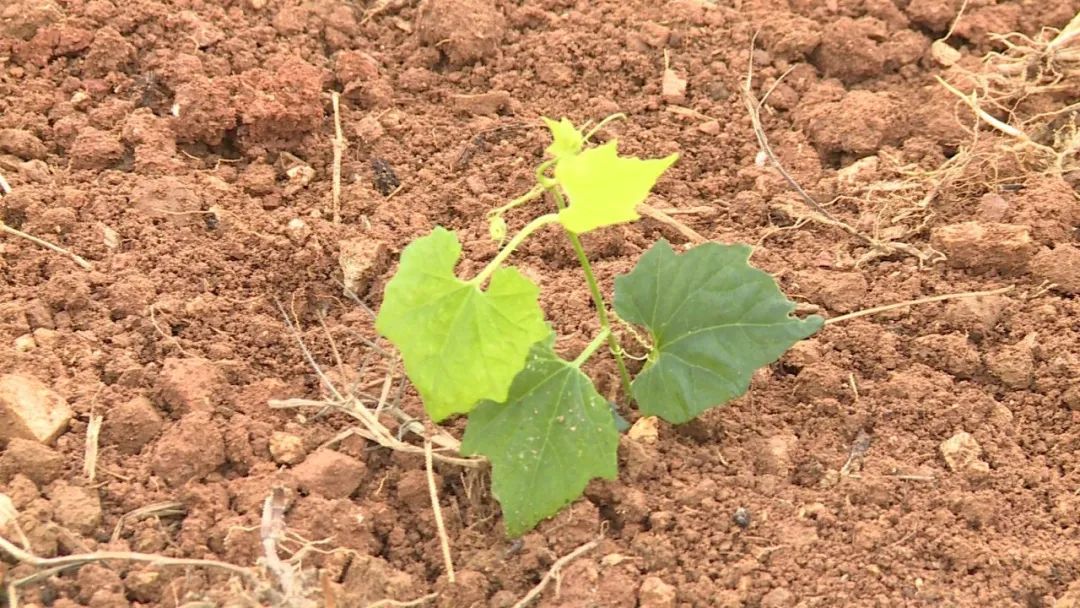 广南春种吊瓜忙