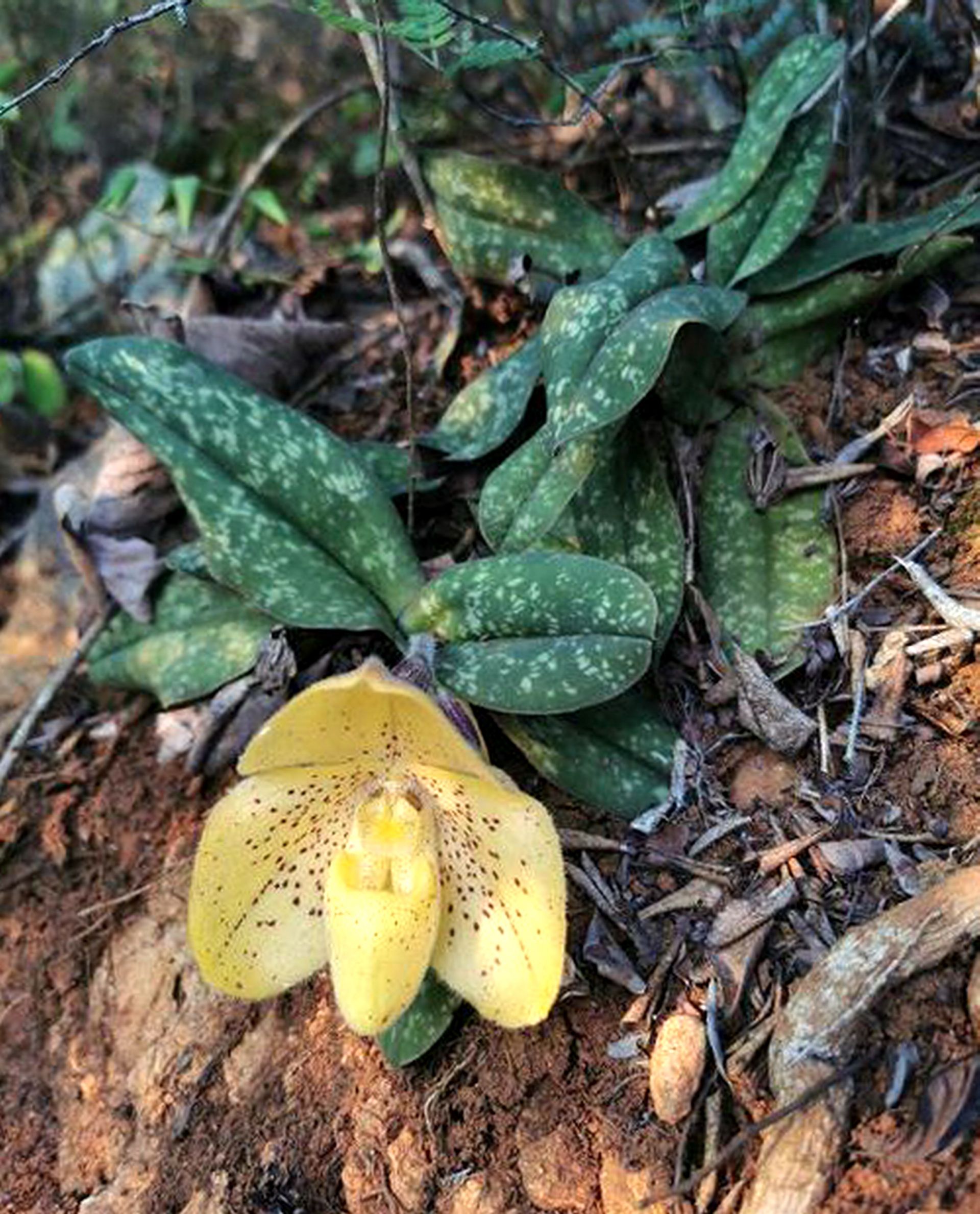 省份外,其他国家地区也有分布;而文山兜兰则是我国特有的珍稀兜兰品种