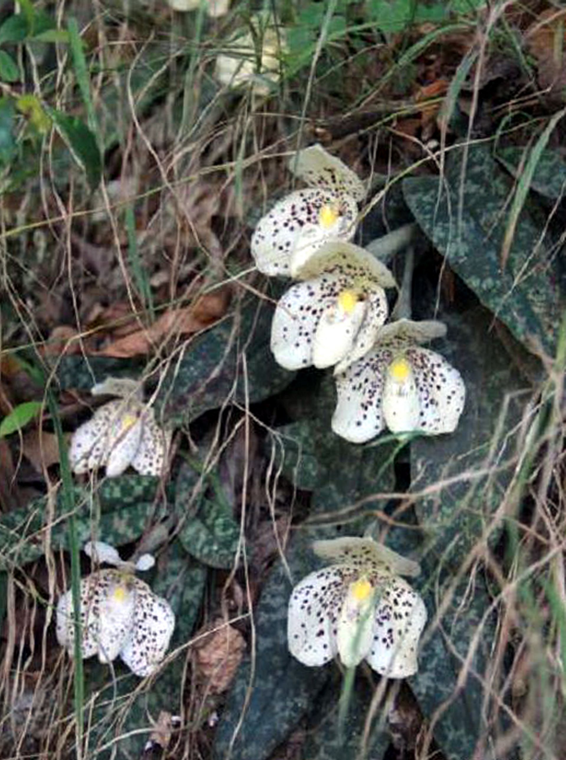 兜兰三剑客一剑文山独有