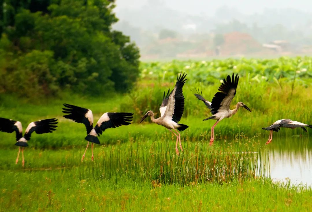 高原鳅,丘北金线鲃,鹰喙角金线鲃是地方特有鱼类,具有极高的保护价值