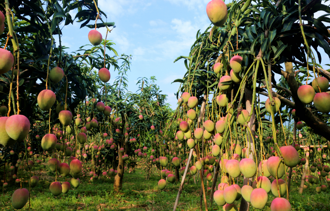 我为云南新地标点赞全球最大丽江这个芒果种植园创下吉尼斯世界纪录