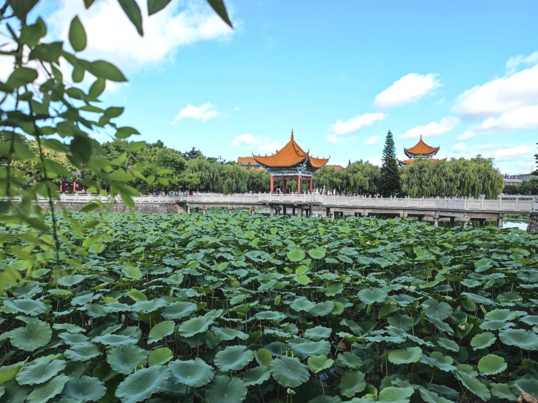 要闻新闻页面文网讯夏日,烈日当空,广南县莲湖公园的荷花依旧傲然而立