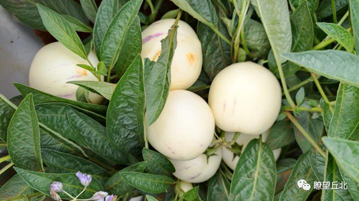 近日,在丘北县腻脚乡人参果种植基地里,一个个色泽鲜亮,个头饱满的