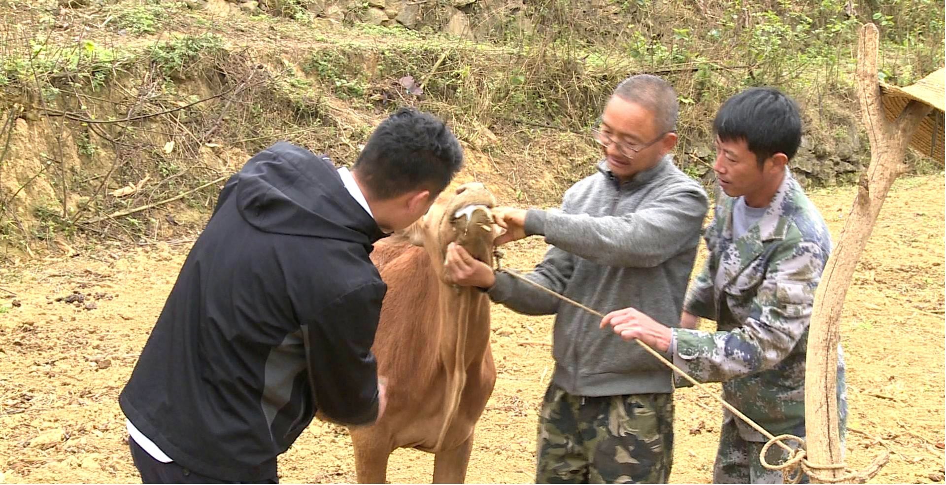 产业保姆正在为牛看病.jpg