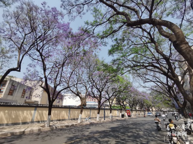 蓝花楹 王宇衡 摄8.jpg