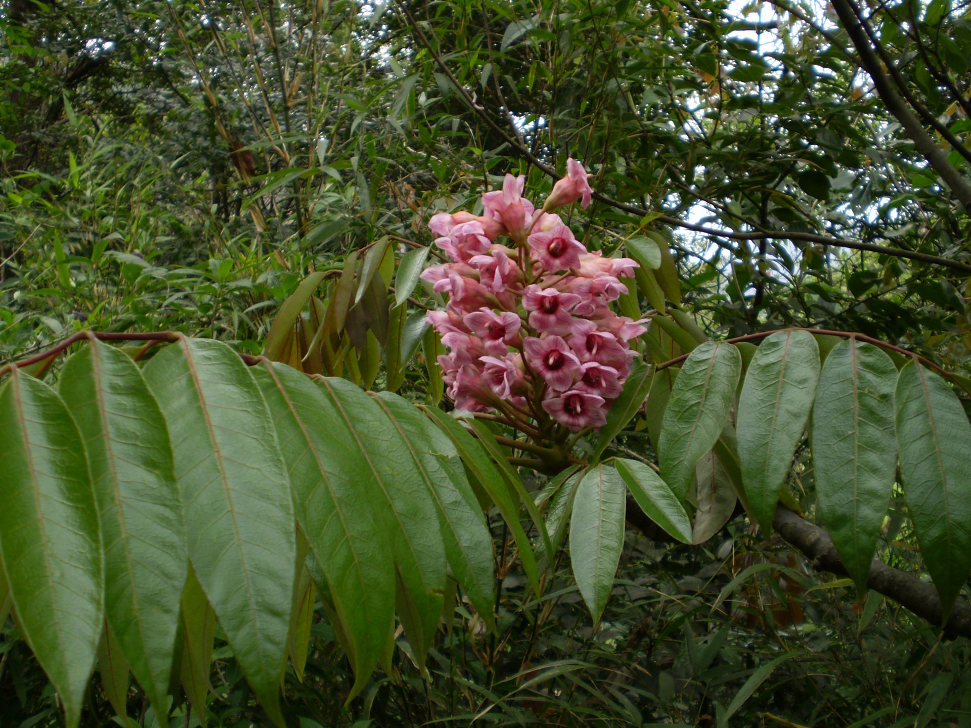 Bretschneidera sinensis（伯乐树）.JPG