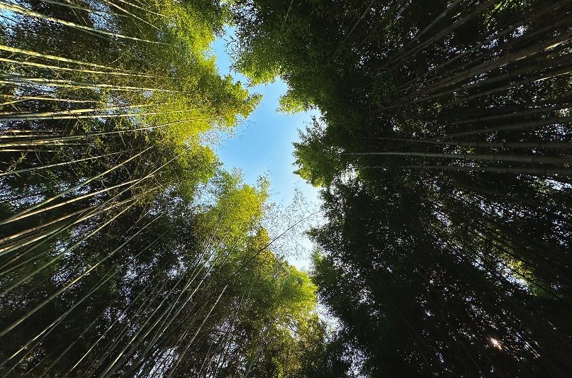 砚山：静谧绝美的竹林村落.jpg
