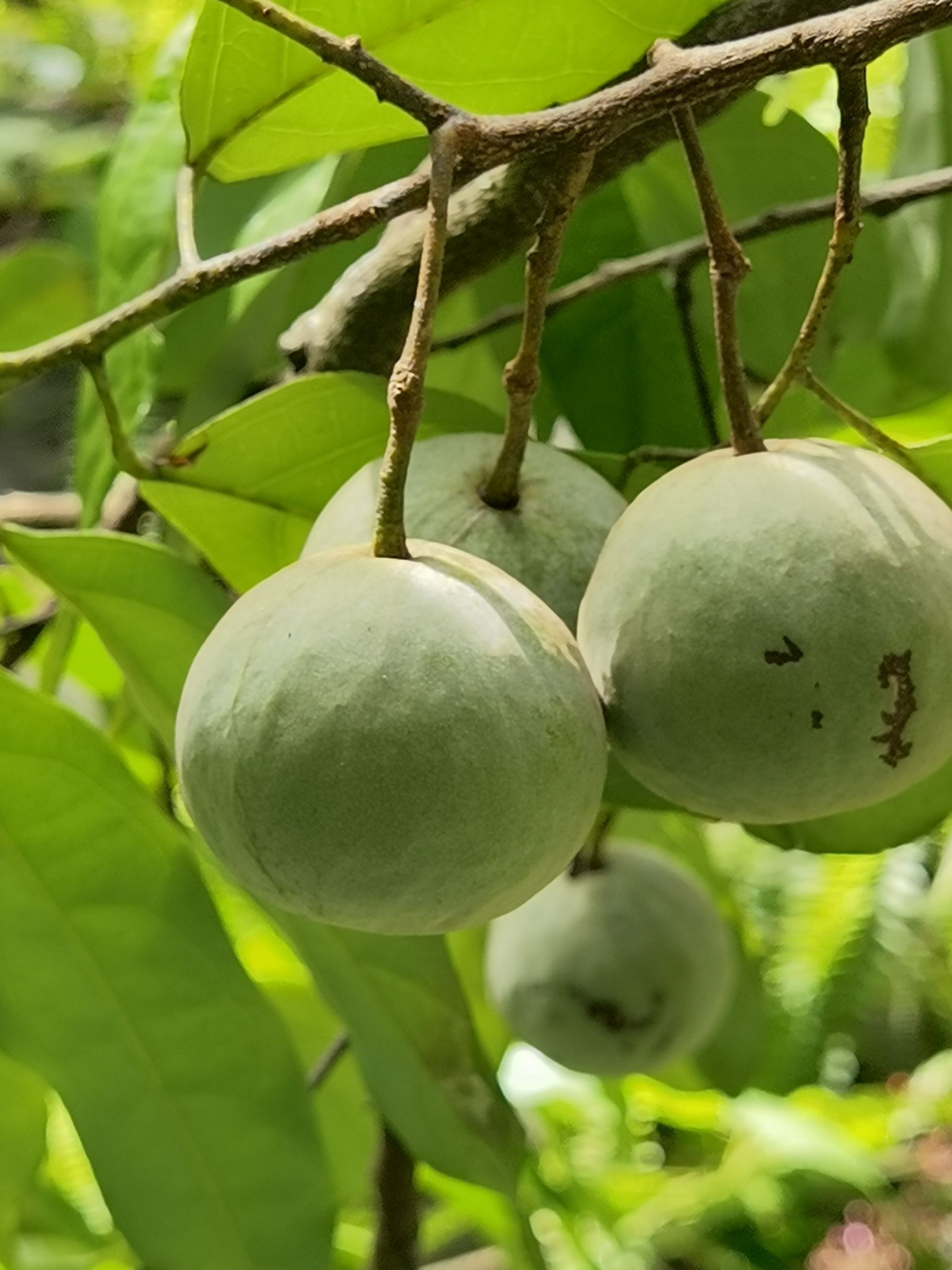 让蒜头果产业既有“身份”又有“身价”.jpg