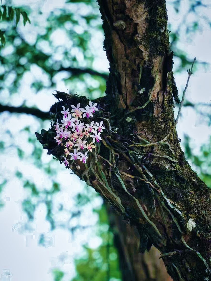 花姿优美10株野生华西蝴蝶兰在广南境内发现