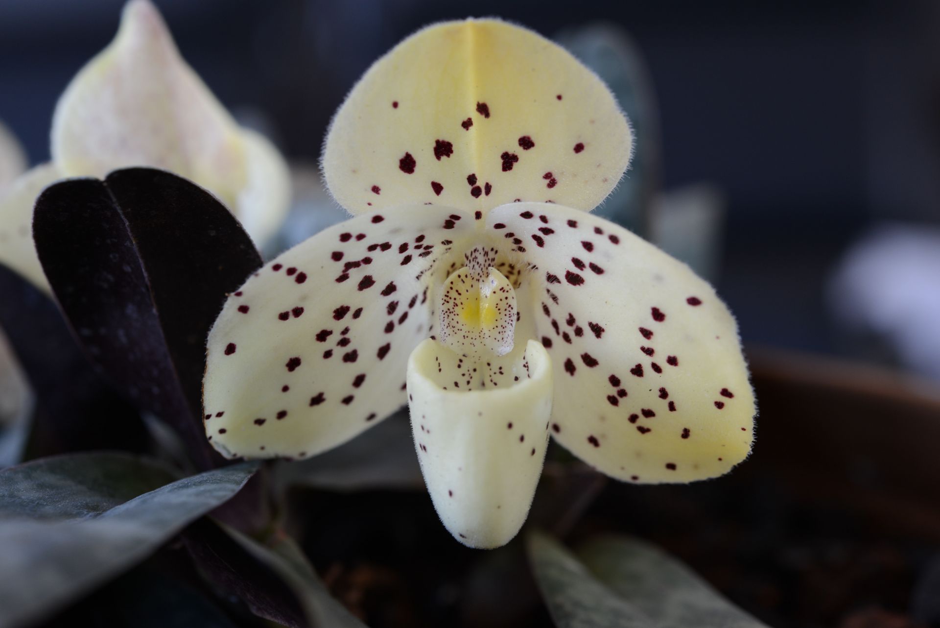 Paphiopedilum wenshanense(文山兜兰).JPG