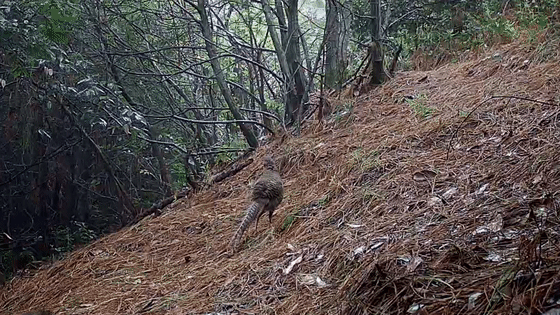 白腹锦鸡—雌（国家二级）.gif